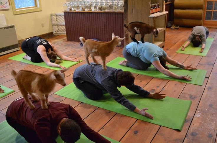 Goat Yoga:Discovering the Joys of A Unique Path to Wellness