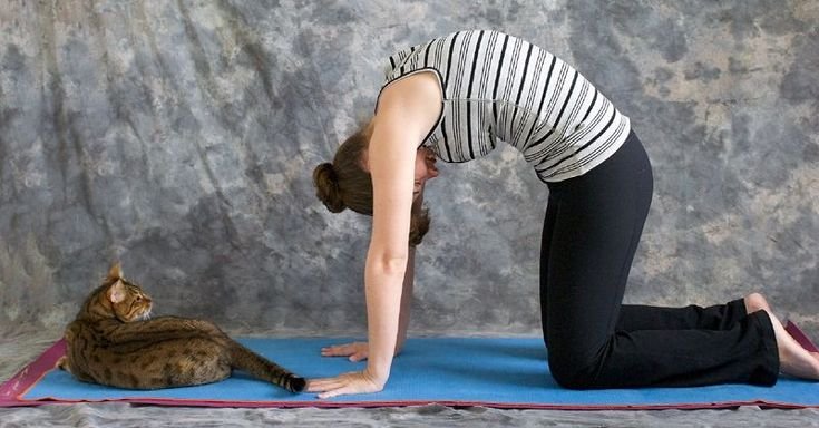 cat pose yoga nyt crossword: authentic answer with pics and 6 books