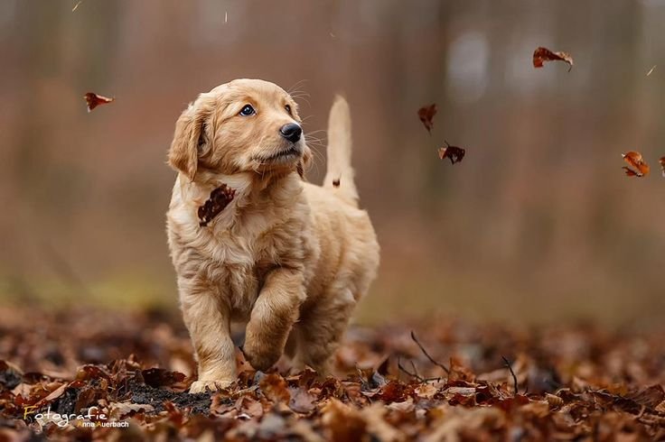 golden retriever puppies: History, Veterinary, Books, Popular Foods, Purchasing Websites and more