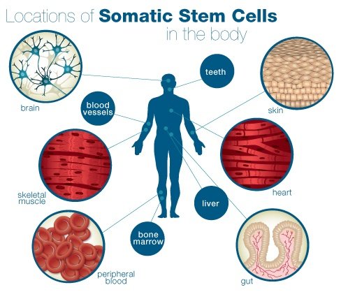 Somatic Yoga: Scientific Insights