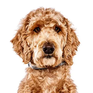 Golden Doodle: History, Care Tips, Health resources, 4-books, Essential Advices for Owners