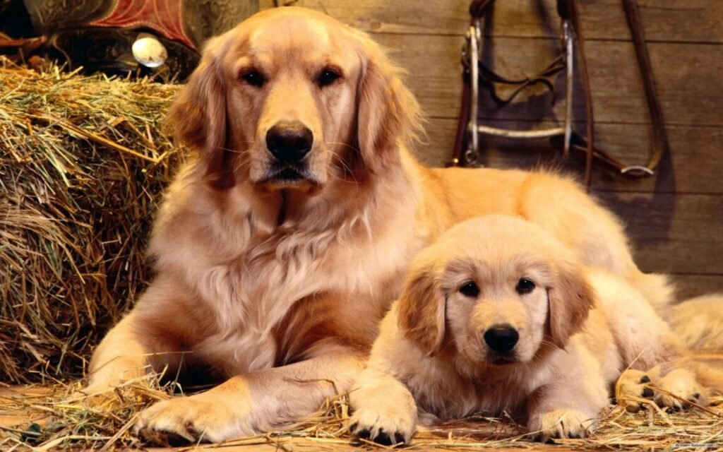 Golden Retriever: Everything You Need to Know About Golden Retrievers 5-Books