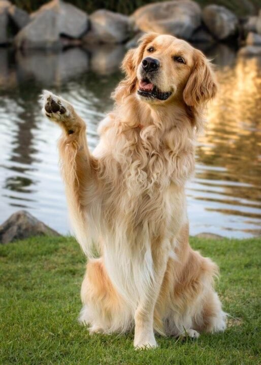 Golden Retriever: Everything You Need to Know About Golden Retrievers 5-Books