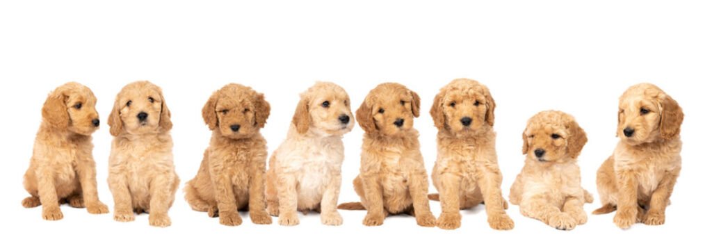 Golden Doodle: History, Care Tips, Health resources, 4-books, Essential Advices for Owners