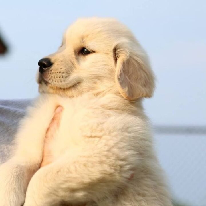 golden retriever puppies: History, Veterinary, Books, Popular Foods, Purchasing Websites and more
