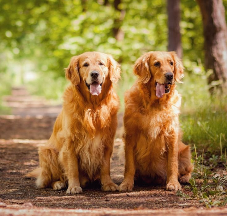 Golden Retriever: Everything You Need to Know About Golden Retrievers 5-Books