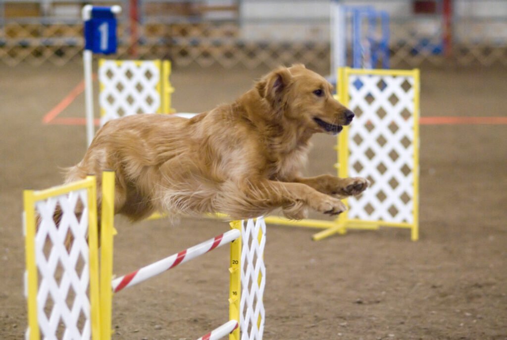 Golden Retriever: Everything You Need to Know About Golden Retrievers 5-Books