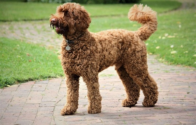 Golden Doodle: History, Care Tips, Health resources, 4-books, Essential Advices for Owners