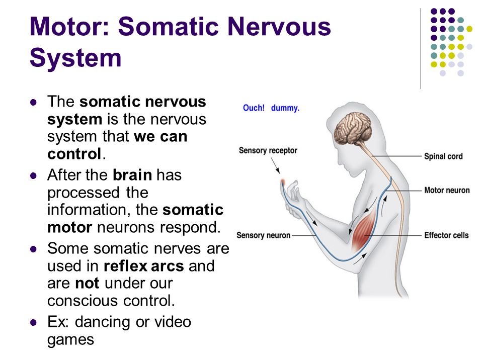 Somatic Yoga: Scientific Insights