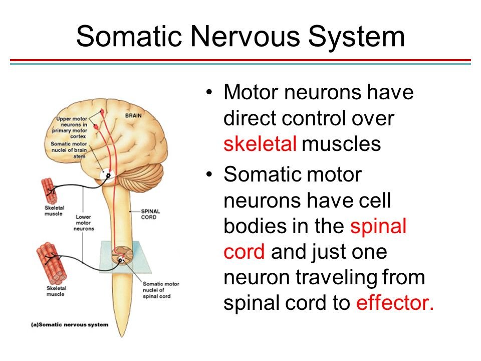 Somatic Yoga: Scientific Insights