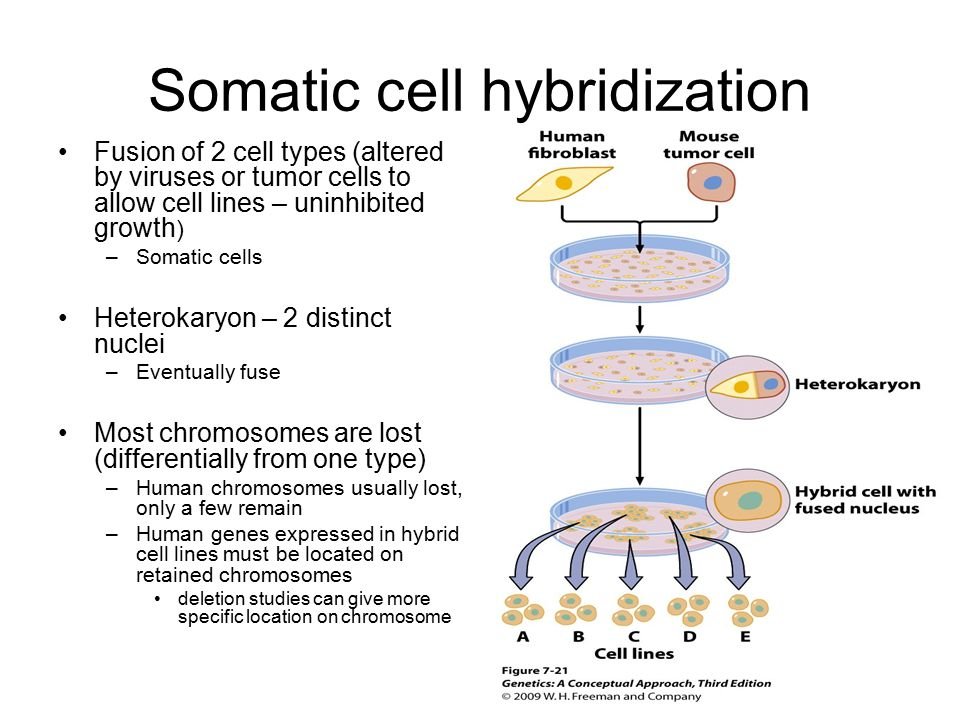 Somatic Yoga: Scientific Insights