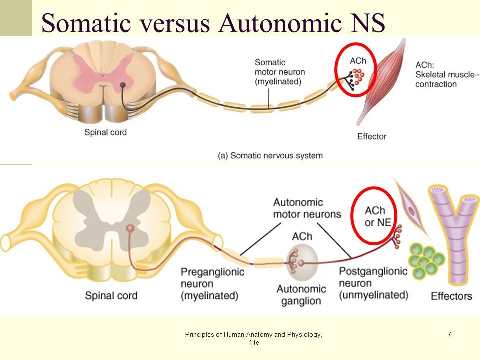 Somatic Yoga: Scientific Insights