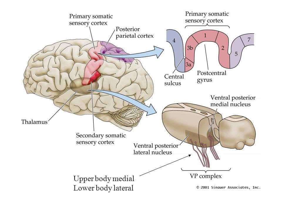 Somatic Yoga: Scientific Insights