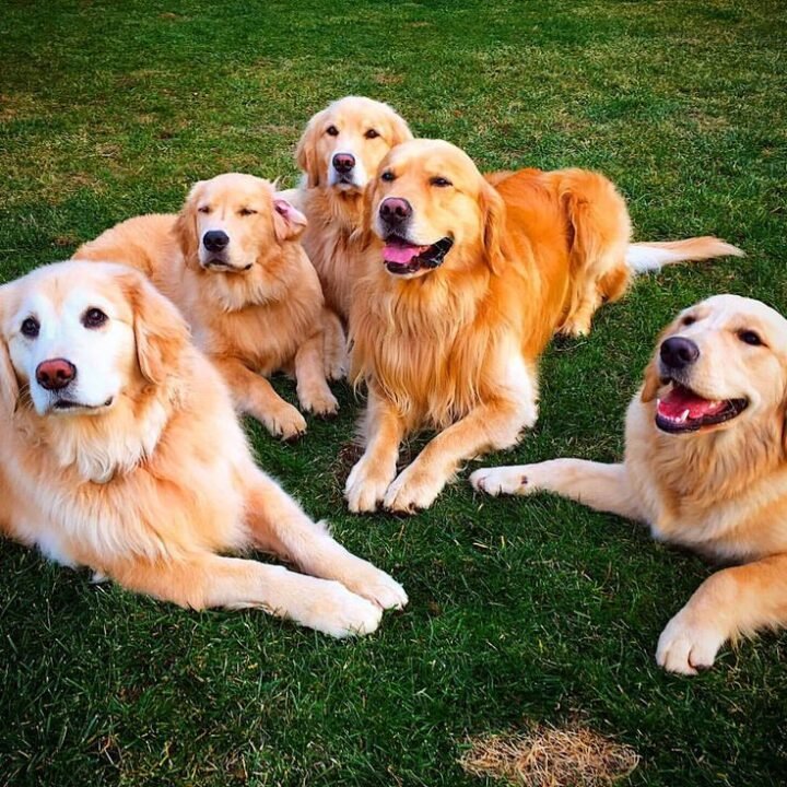 Golden Retriever: Everything You Need to Know About Golden Retrievers 5-Books