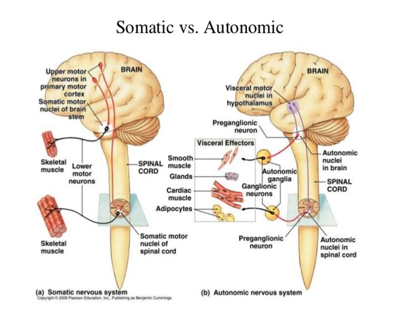 Somatic Yoga: Scientific Insights