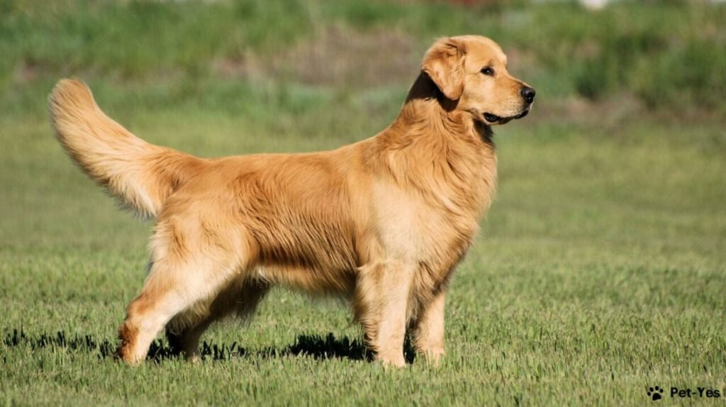 Golden Retriever: Everything You Need to Know About Golden Retrievers 5-Books