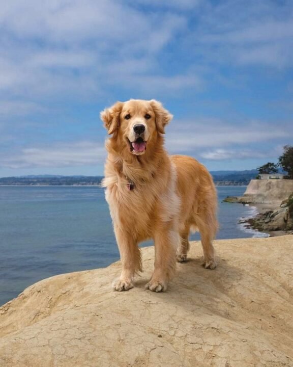 Golden Retriever: Everything You Need to Know About Golden Retrievers 5-Books