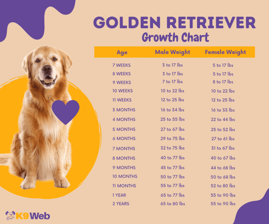 Golden Retriever: Everything You Need to Know About Golden Retrievers 5-Books