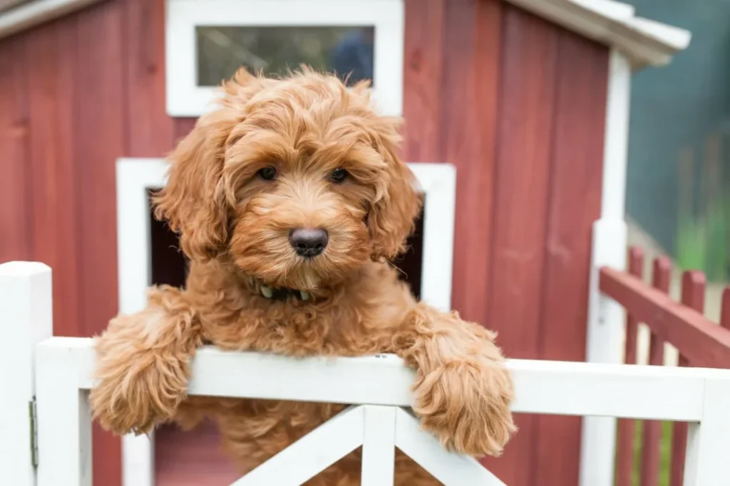 Golden Doodle: History, Care Tips, Health resources, 4-books, Essential Advices for Owners