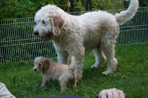 Golden Doodle: History, Care Tips, Health resources, 4-books, Essential Advices for Owners