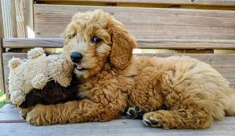 Golden Doodle: History, Care Tips, Health resources, 4-books, Essential Advices for Owners