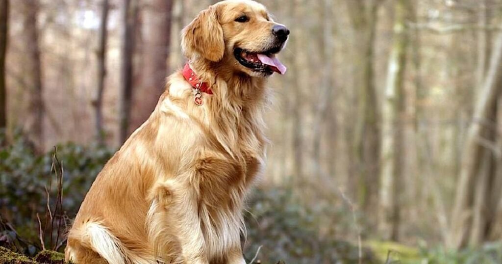 Golden Retriever: Everything You Need to Know About Golden Retrievers 5-Books