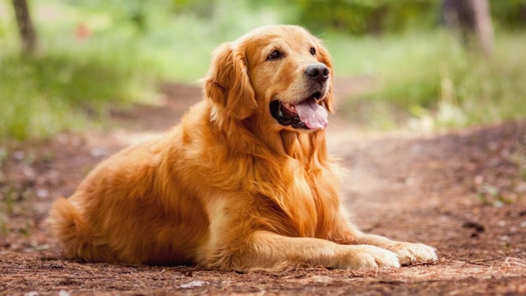 Golden Retriever: Everything You Need to Know About Golden Retrievers 5-Books