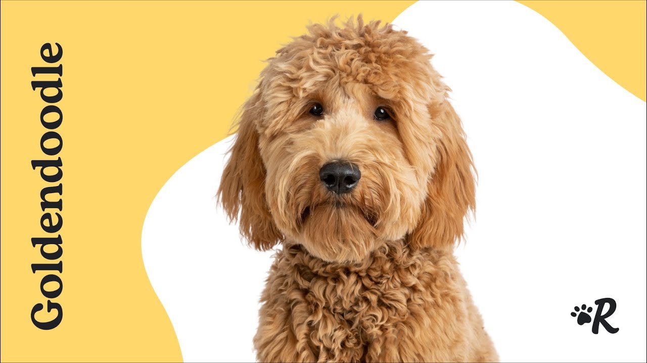 Golden Doodle: History, Care Tips, Health resources, 4-books, Essential Advices for Owners