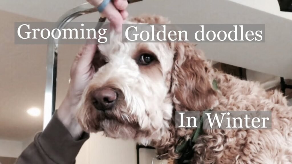 Golden Doodle: History, Care Tips, Health resources, 4-books, Essential Advices for Owners