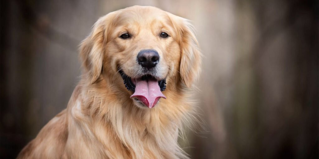 Golden Retriever: Everything You Need to Know About Golden Retrievers 5-Books