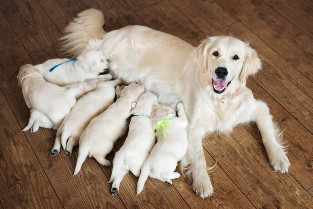 Golden Retriever: Everything You Need to Know About Golden Retrievers 5-Books