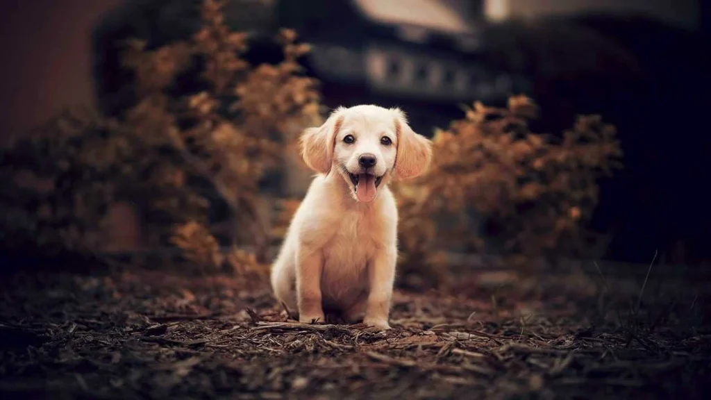 golden retriever puppies: History, Veterinary, Books, Popular Foods, Purchasing Websites and more