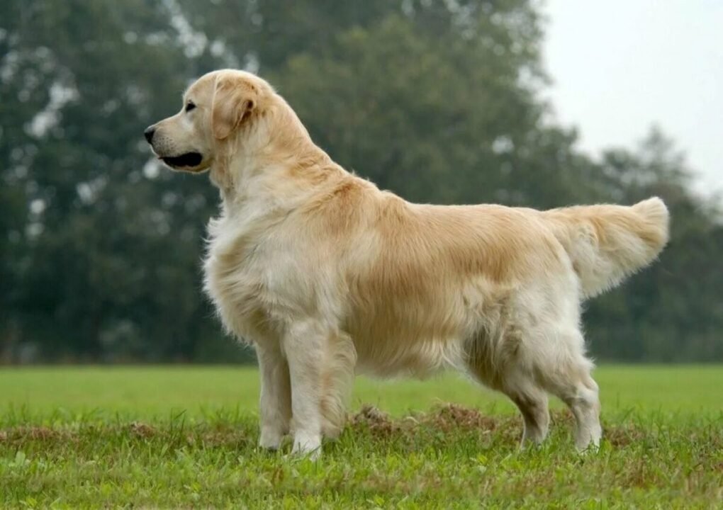 Golden Retriever: Everything You Need to Know About Golden Retrievers 5-Books