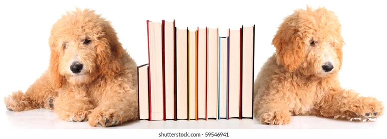 Golden Doodle: History, Care Tips, Health resources, 4-books, Essential Advices for Owners