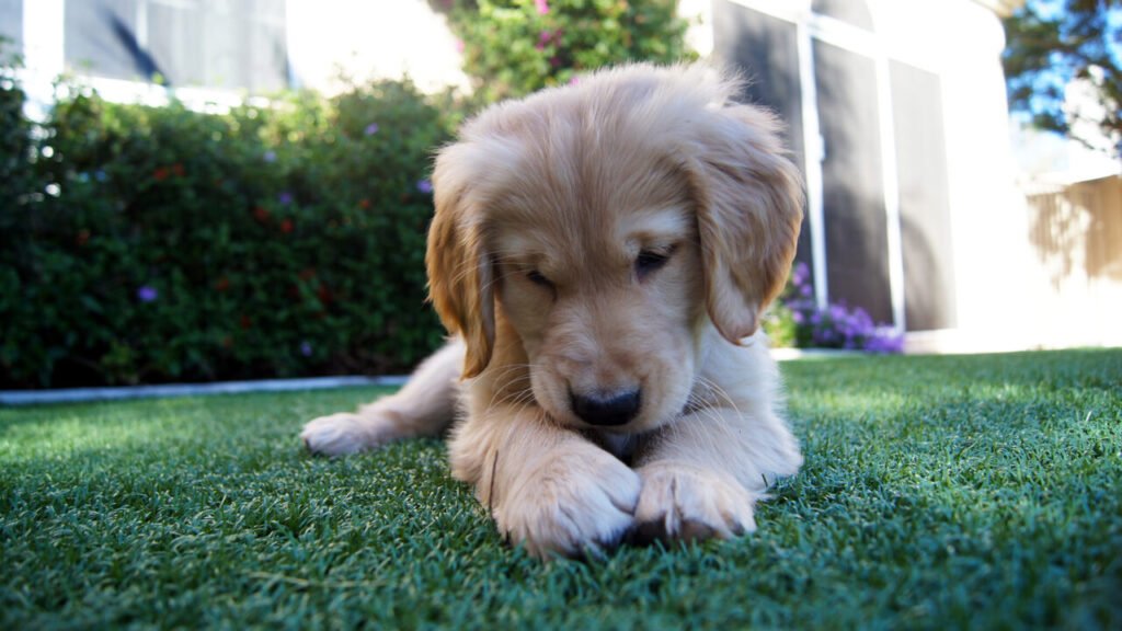 golden retriever puppies: History, Veterinary, Books, Popular Foods, Purchasing Websites and more