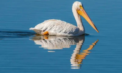 Dalmatian Pelican: A Majestic Giant