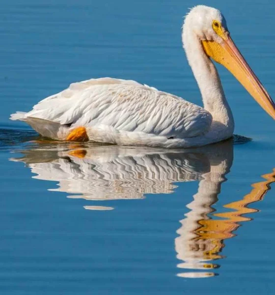 Dalmatian Pelican: A Majestic Giant