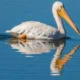 Dalmatian Pelican: A Majestic Giant